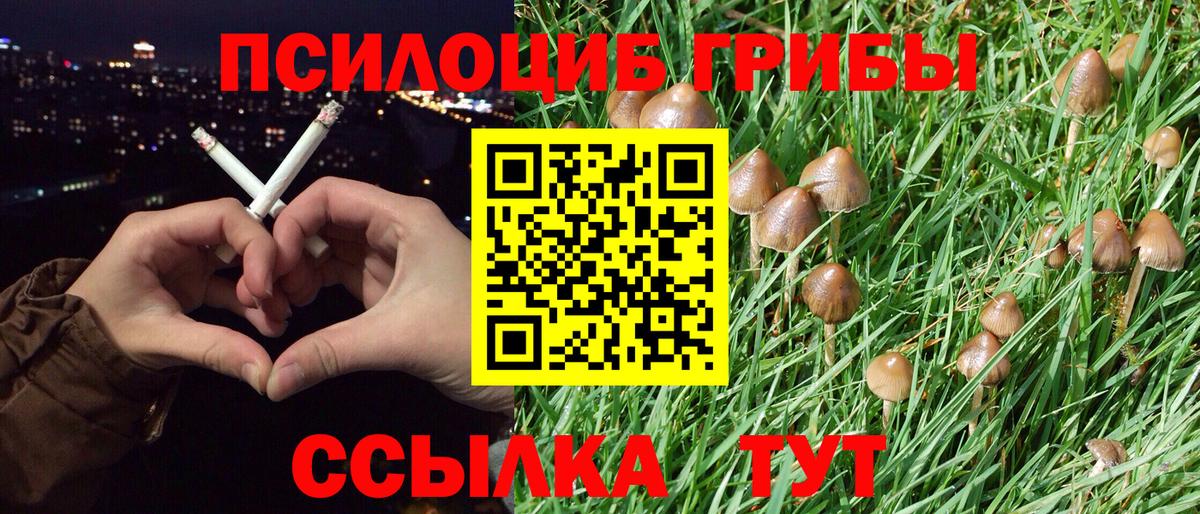 Псилоцибиновые грибы Cubensis Красноуфимск